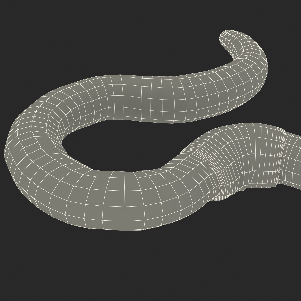 Earth Worm Rigged 3D