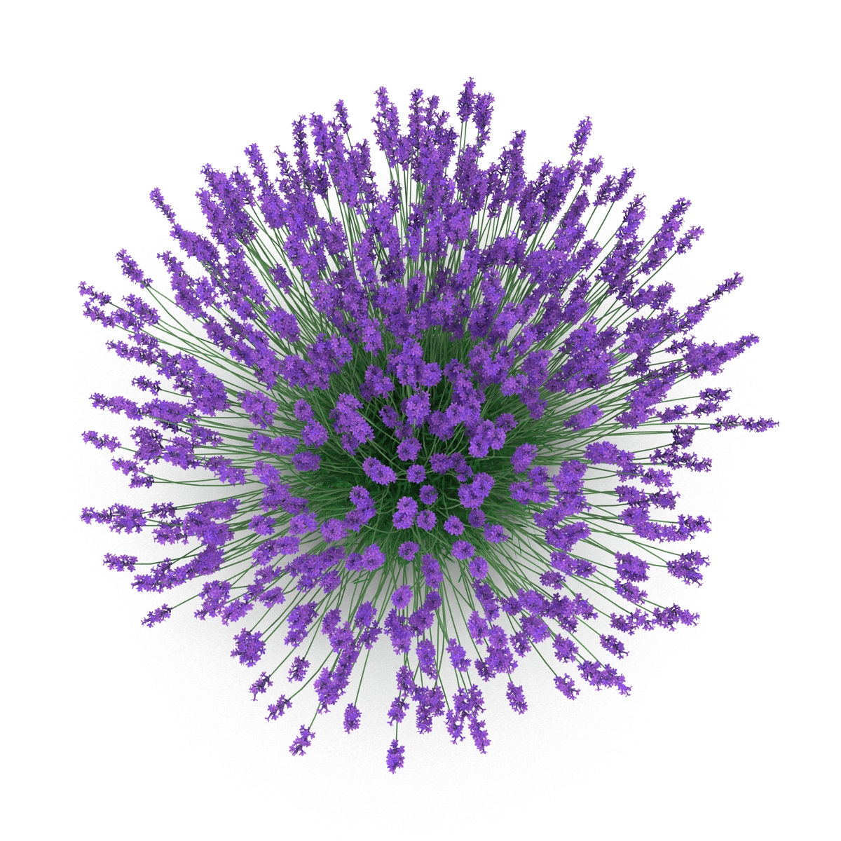 3D Lavender Bush model