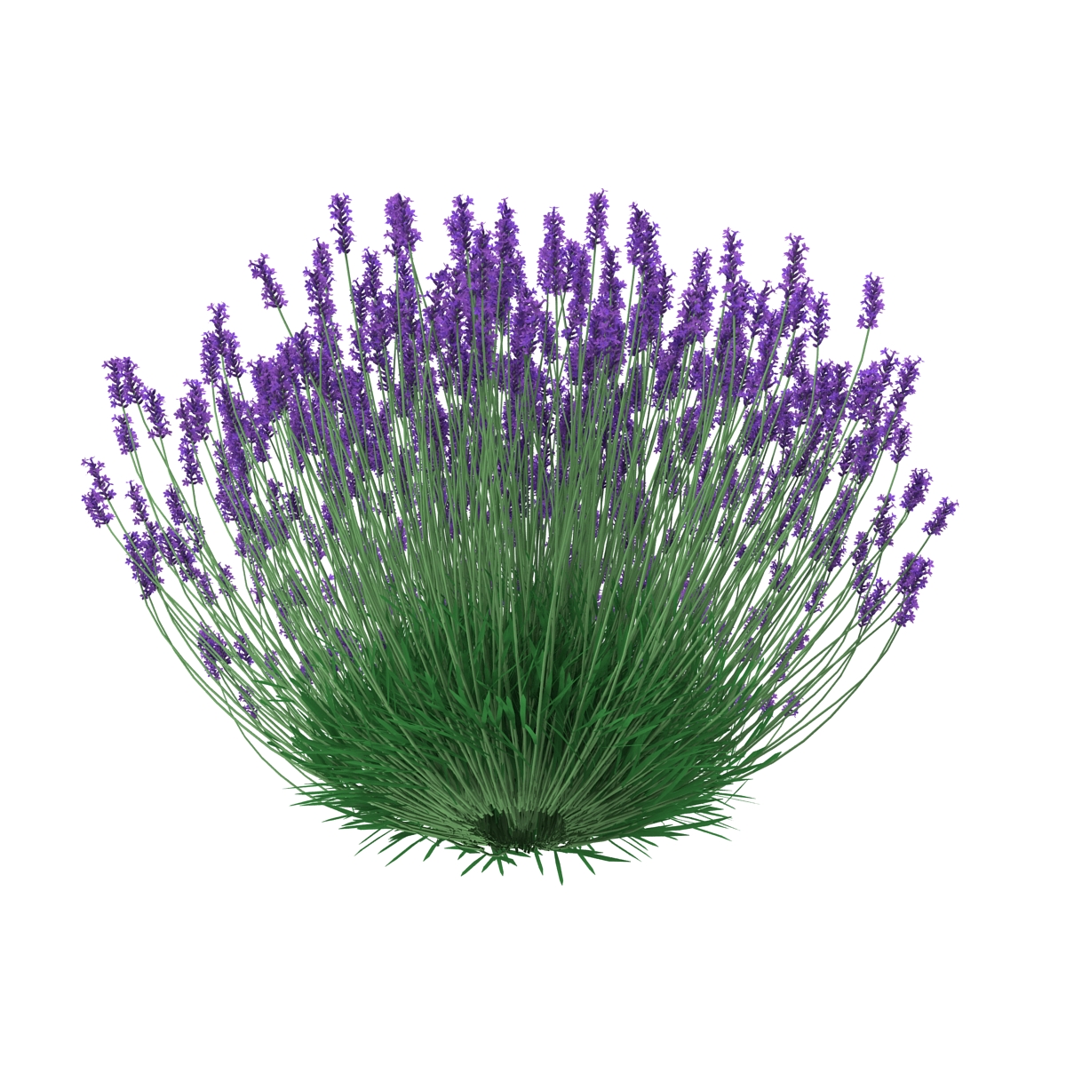 3D Lavender Bush model