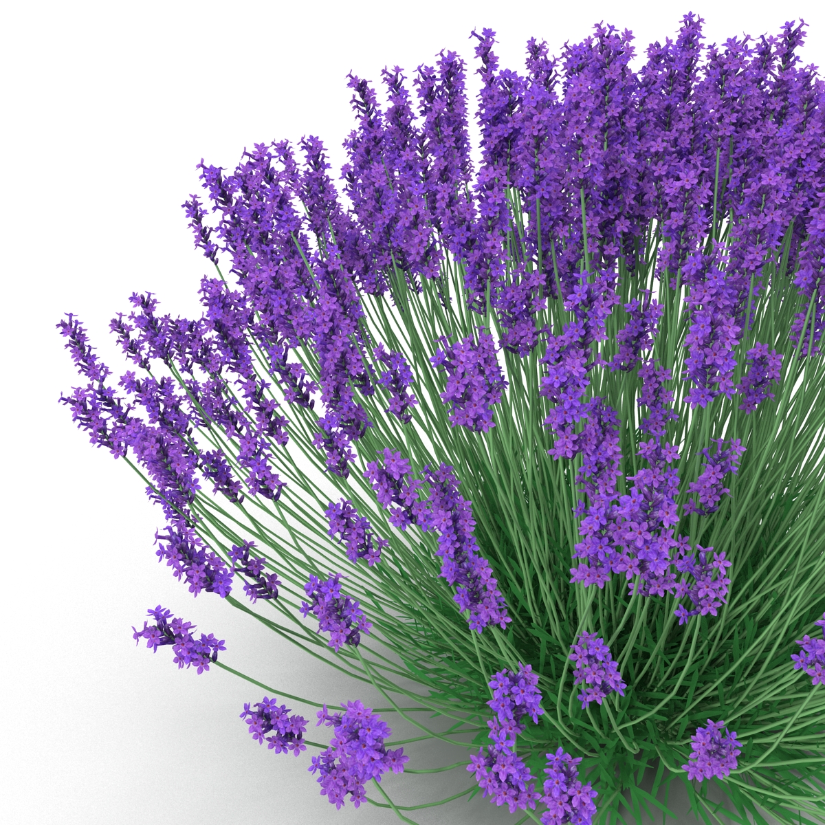 3D Lavender Bush model