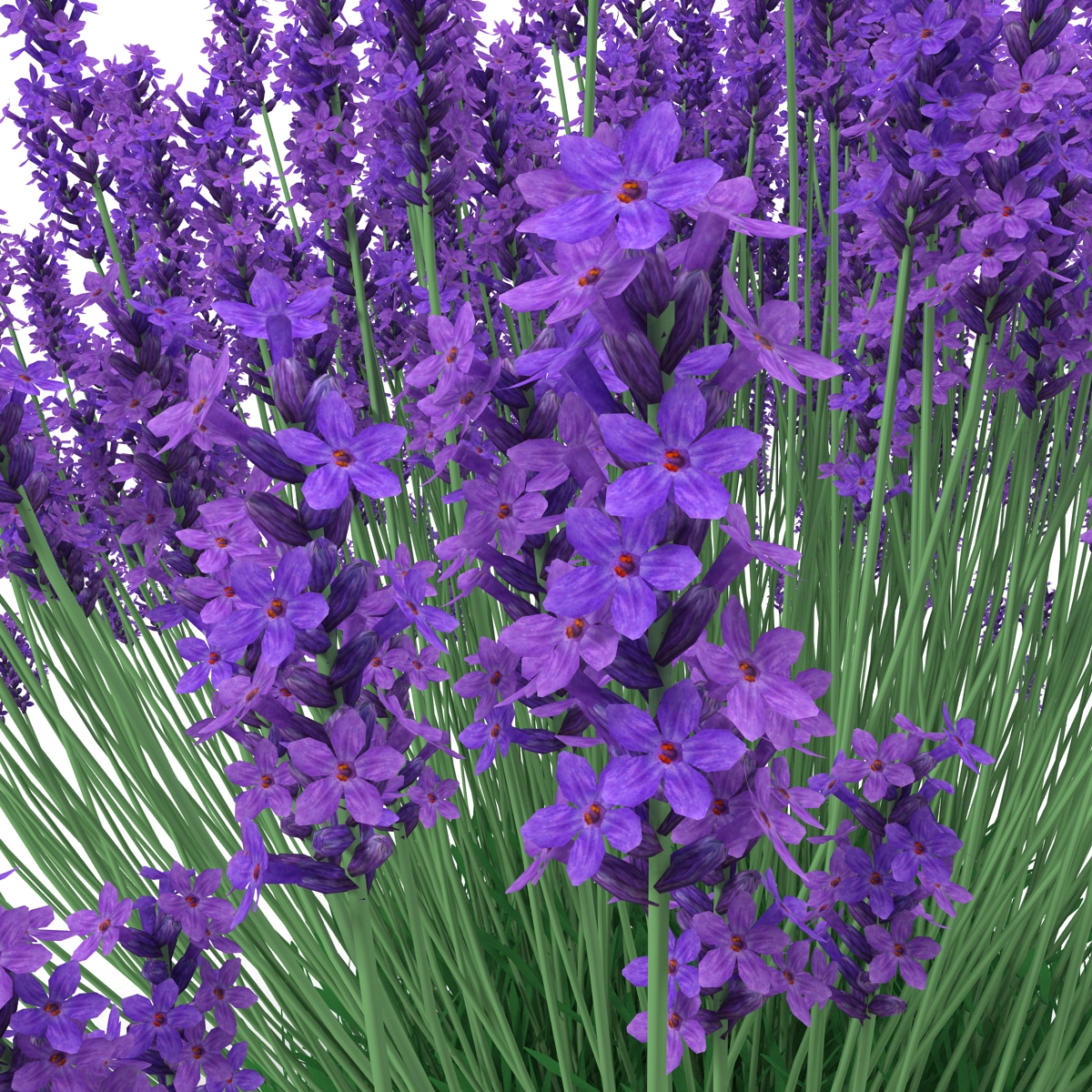 3D Lavender Bush model