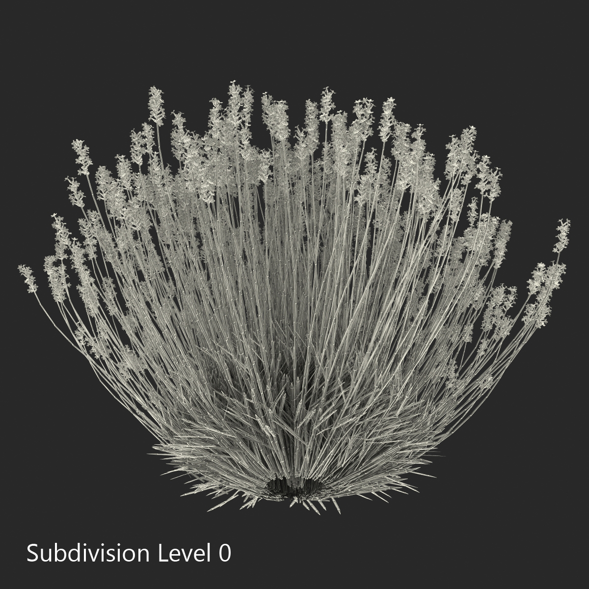 3D Lavender Bush model