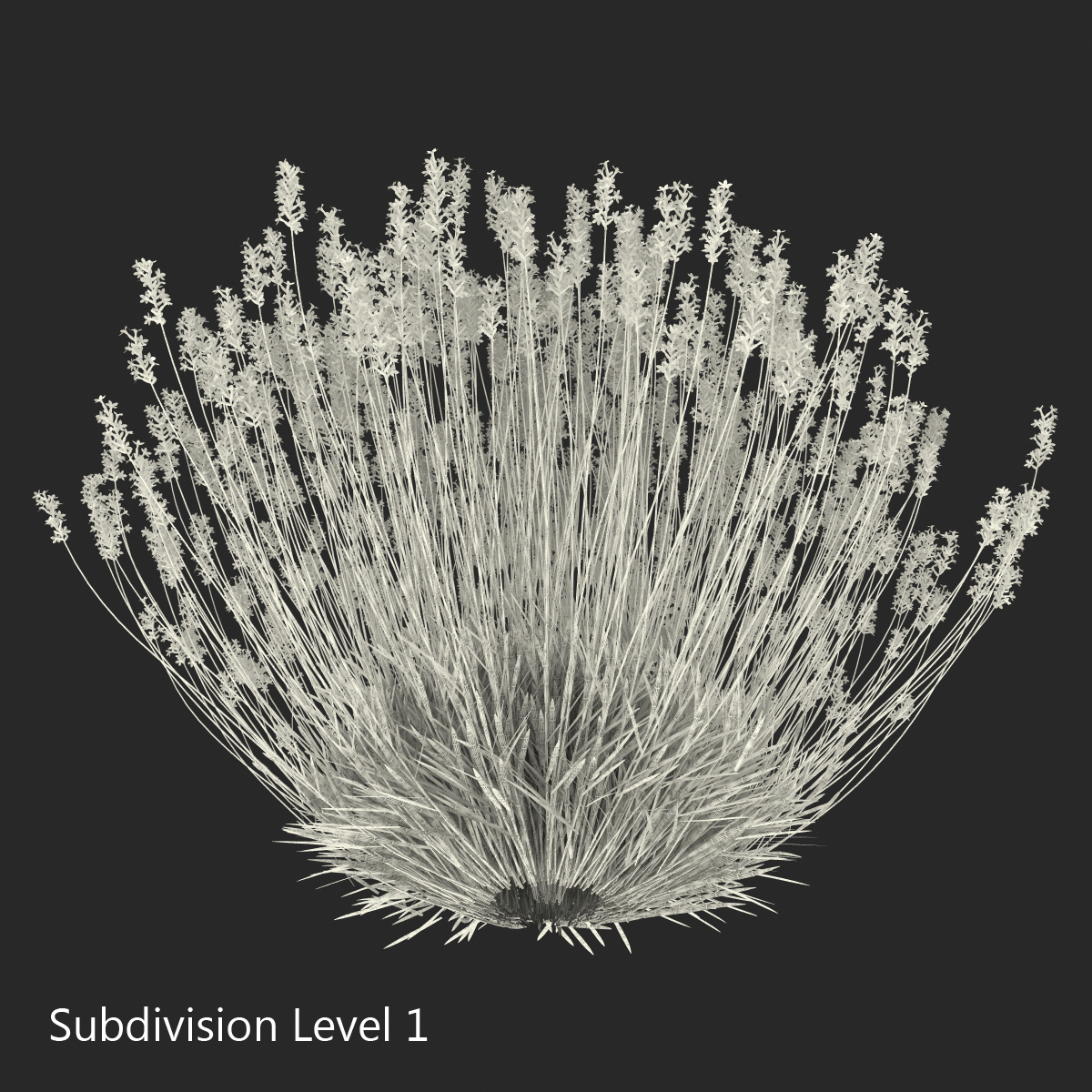 3D Lavender Bush model