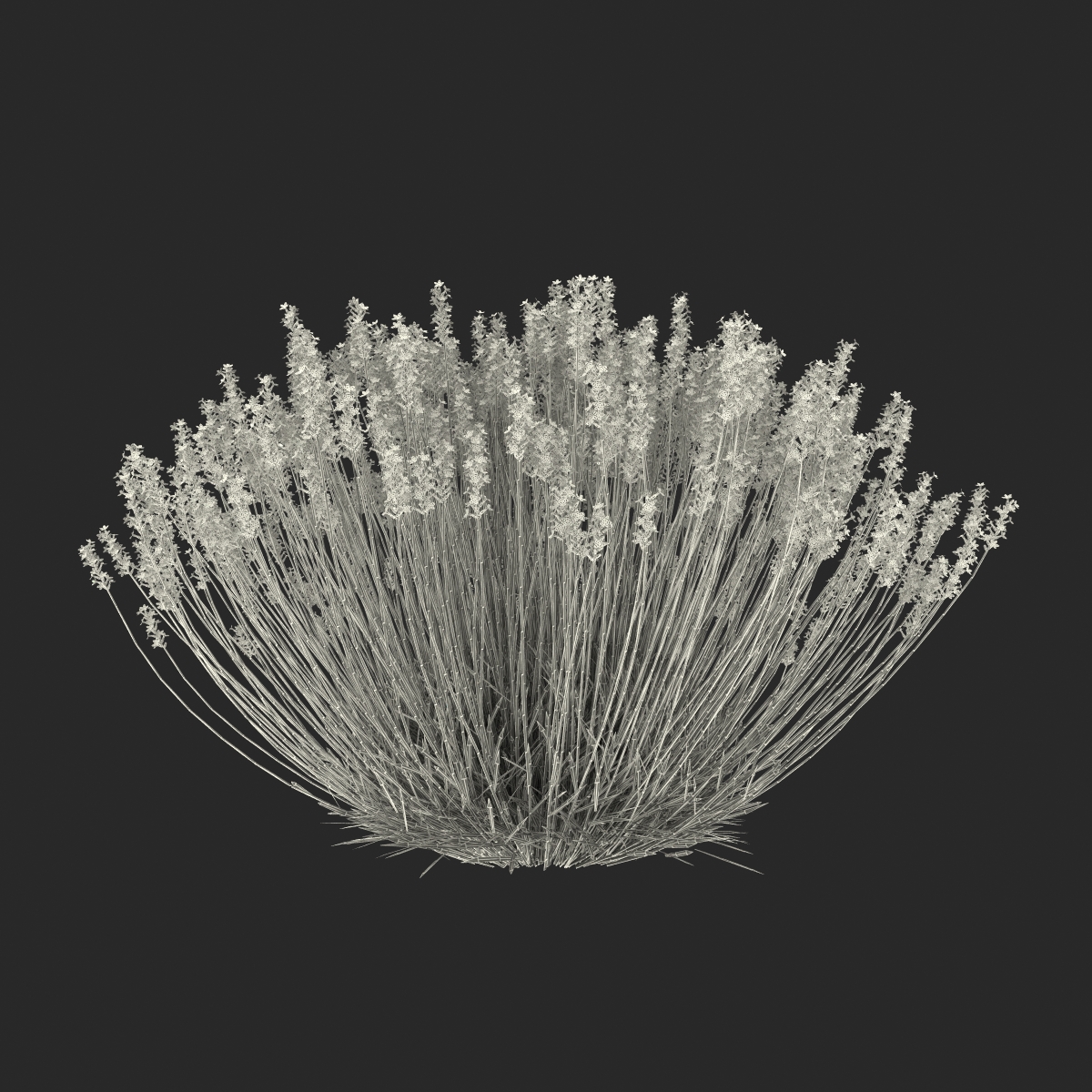 3D Lavender Bush model