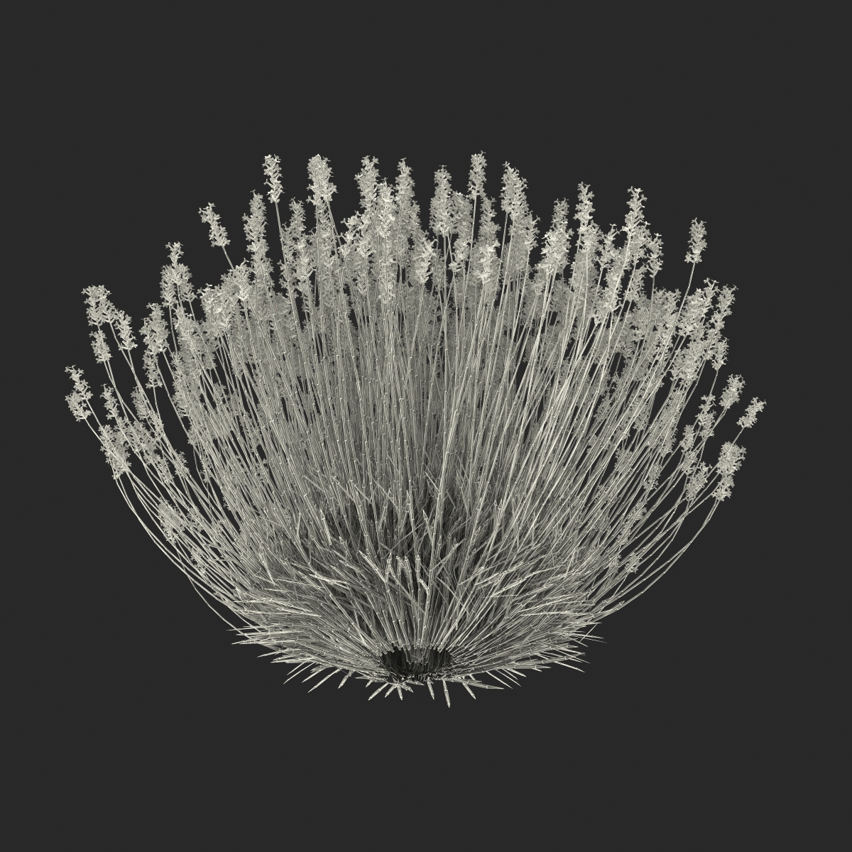 3D Lavender Bush model