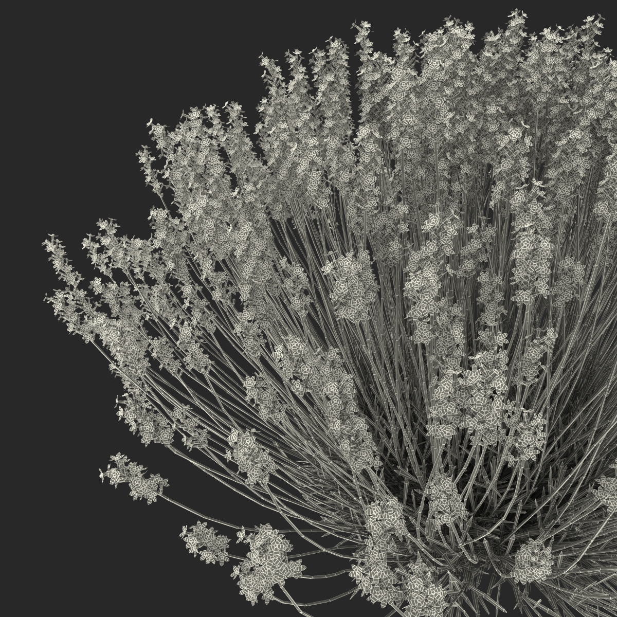 3D Lavender Bush model