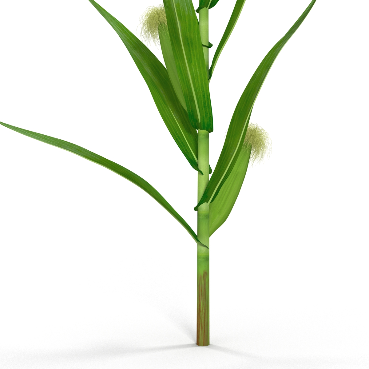 3D Young Corn Plant