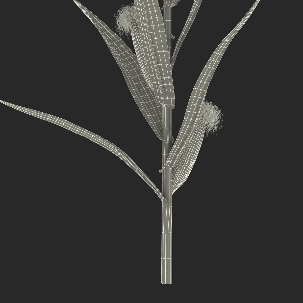 3D Young Corn Plant