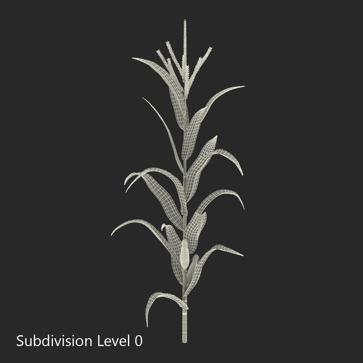 3D model Corn Plant