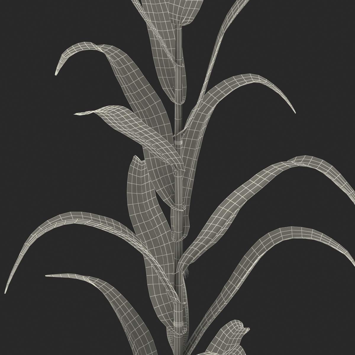 3D model Corn Plant