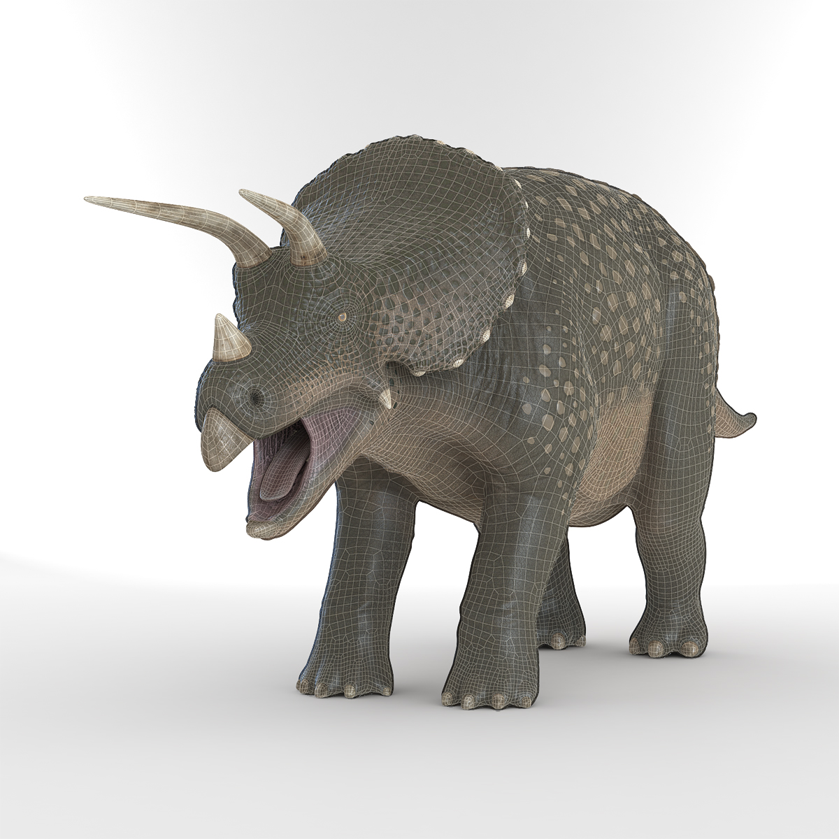 3D Triceratops