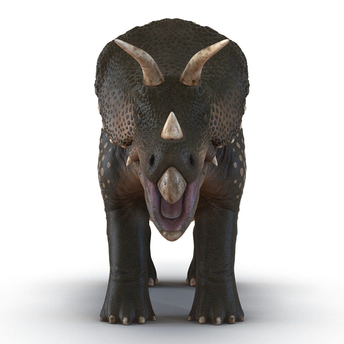 3D Triceratops