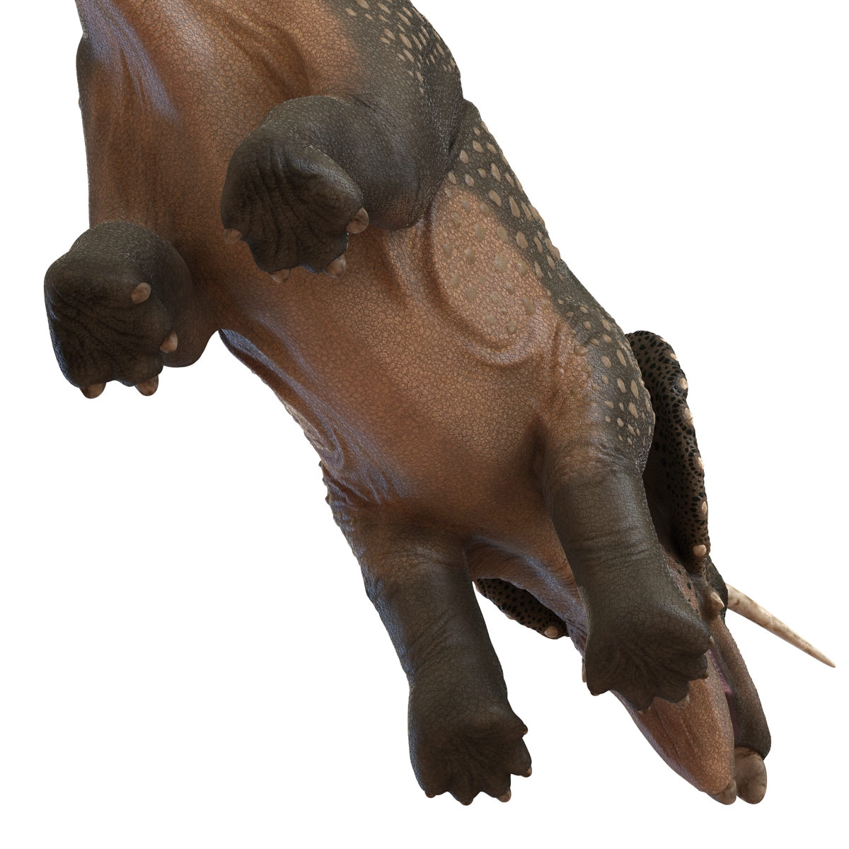 3D Triceratops