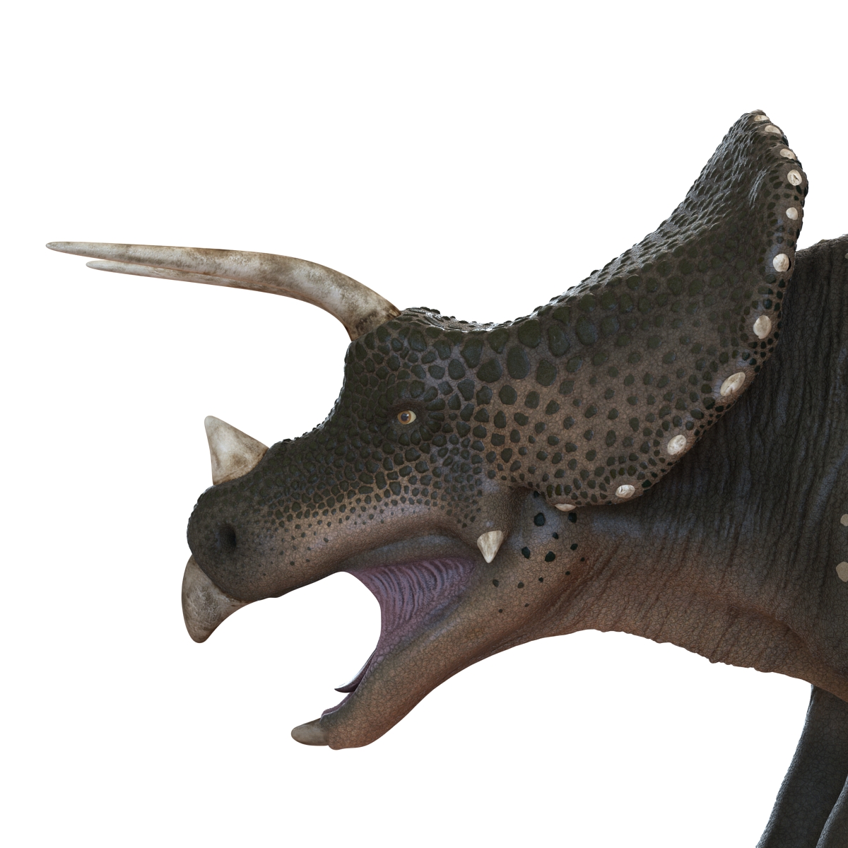 3D Triceratops