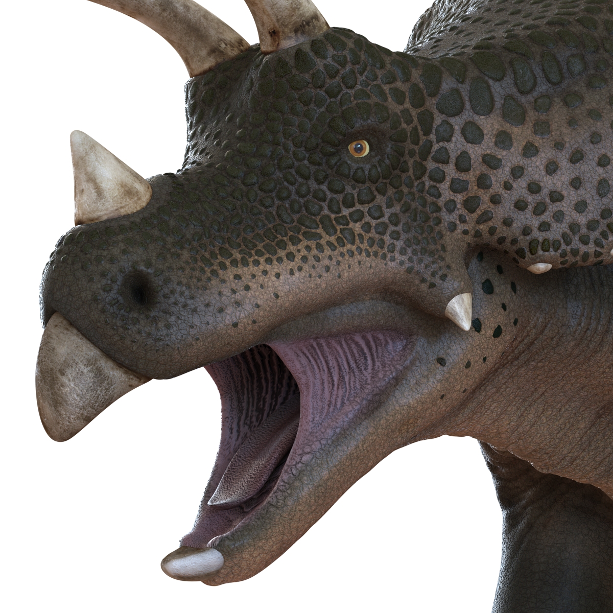 3D Triceratops