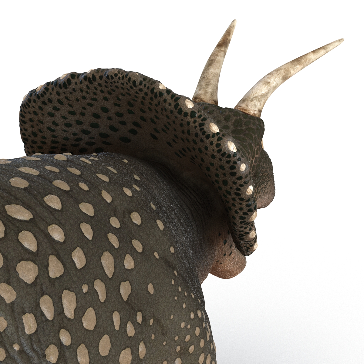 3D Triceratops