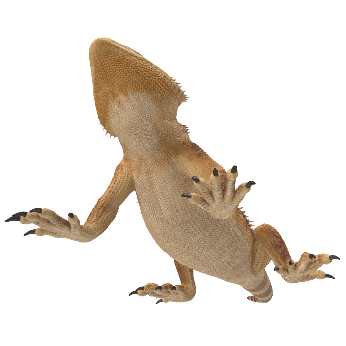 3D Bearded Dragon Pose 2