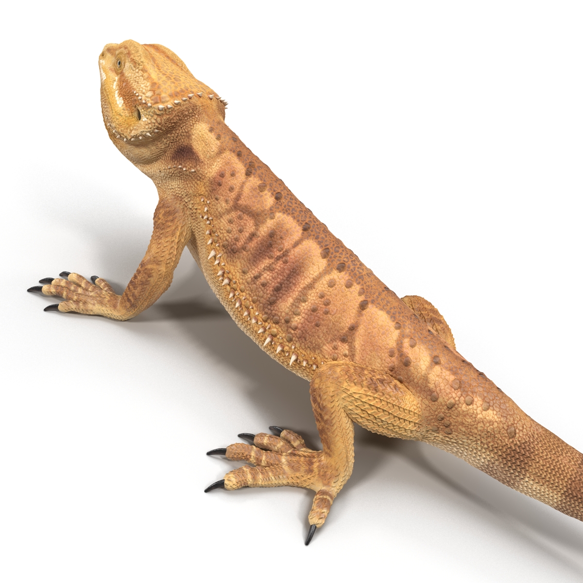 3D Bearded Dragon Pose 2