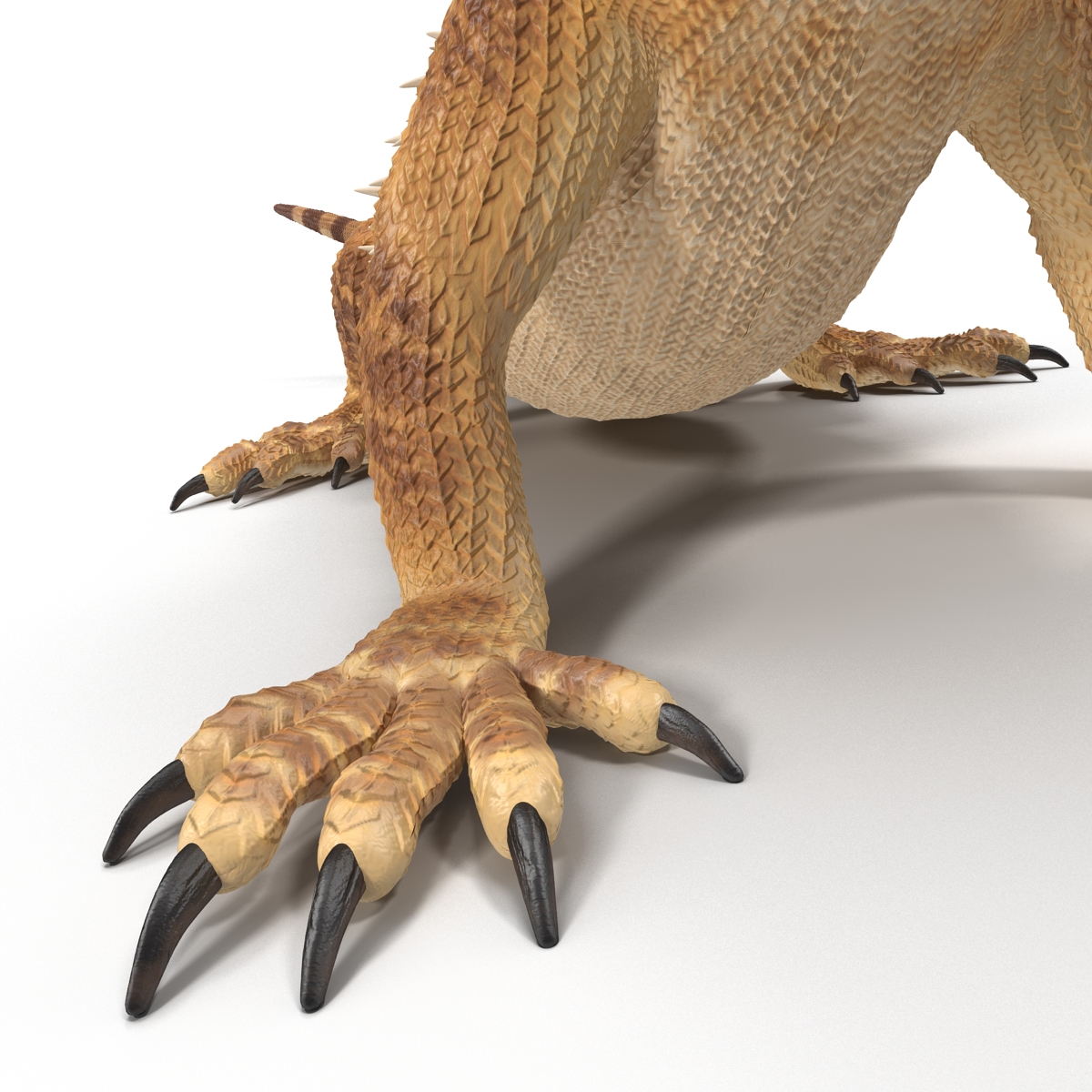 3D Bearded Dragon Pose 2