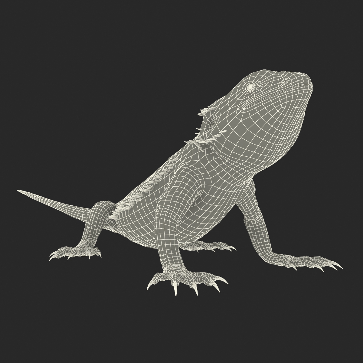 3D Bearded Dragon Pose 2