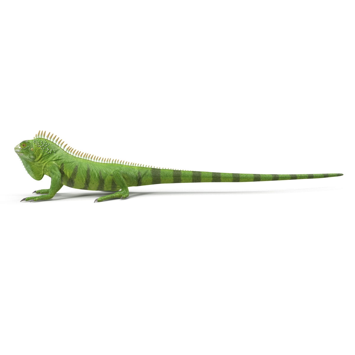 Green Iguana Pose 2 3D model