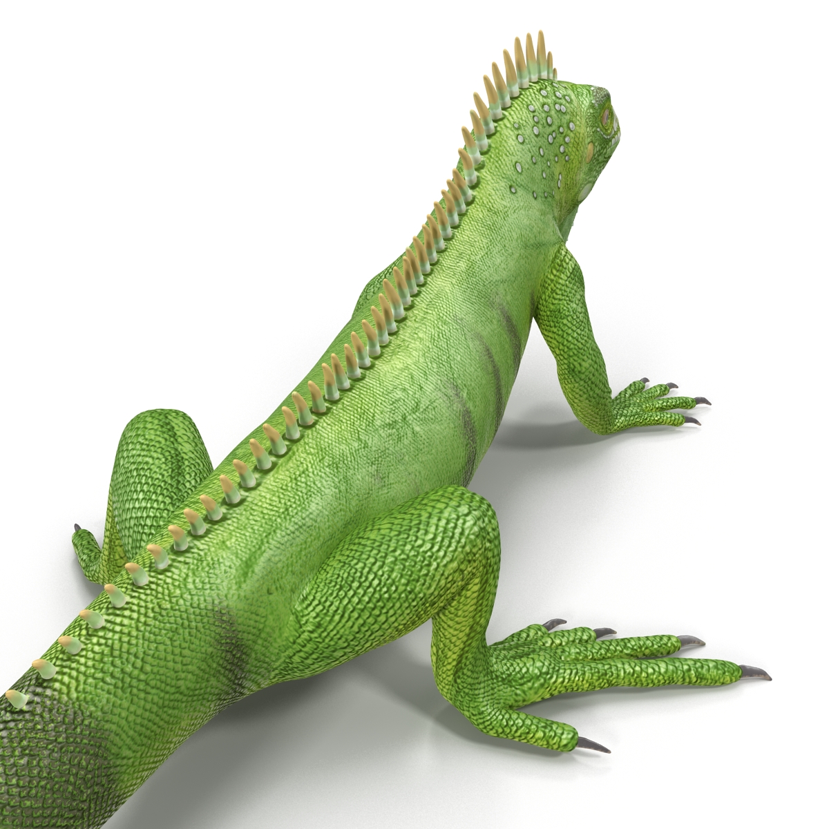 Green Iguana Pose 2 3D model