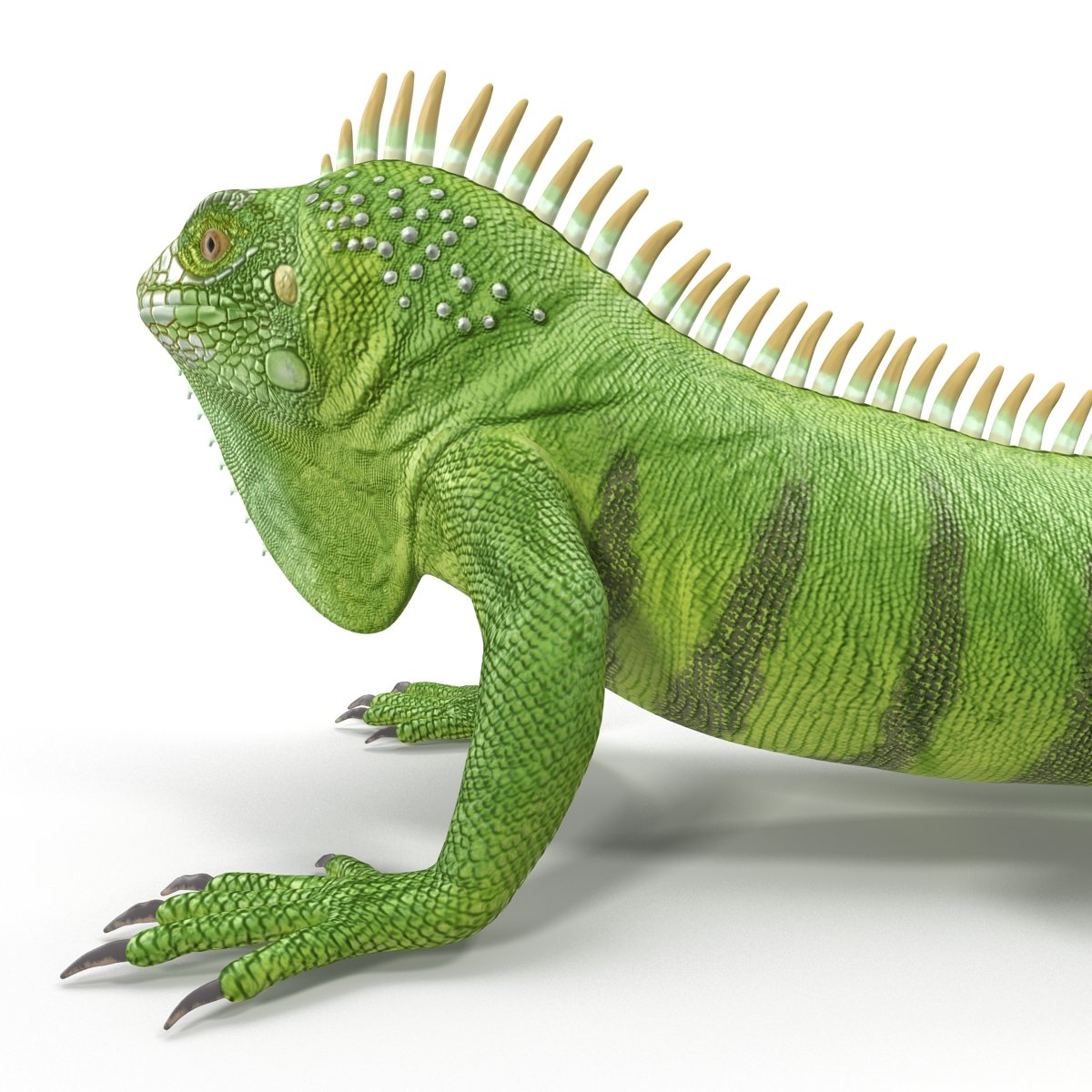 Green Iguana Pose 2 3D model