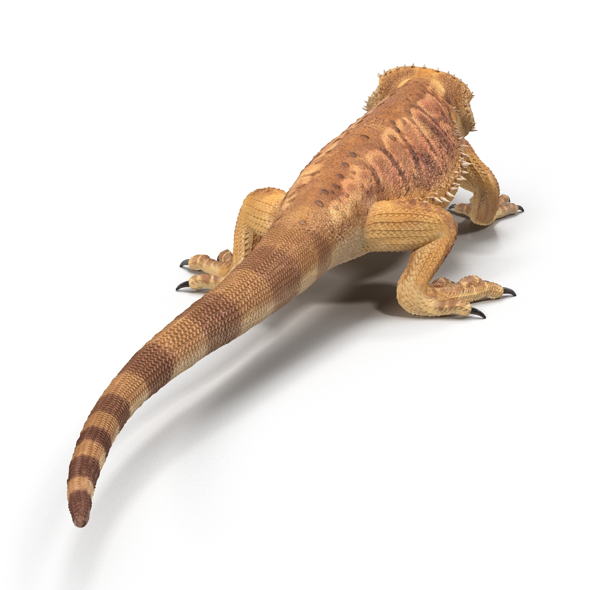 3D Bearded Dragon Pose 3