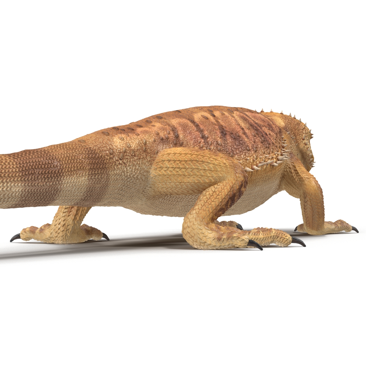 3D Bearded Dragon Pose 3