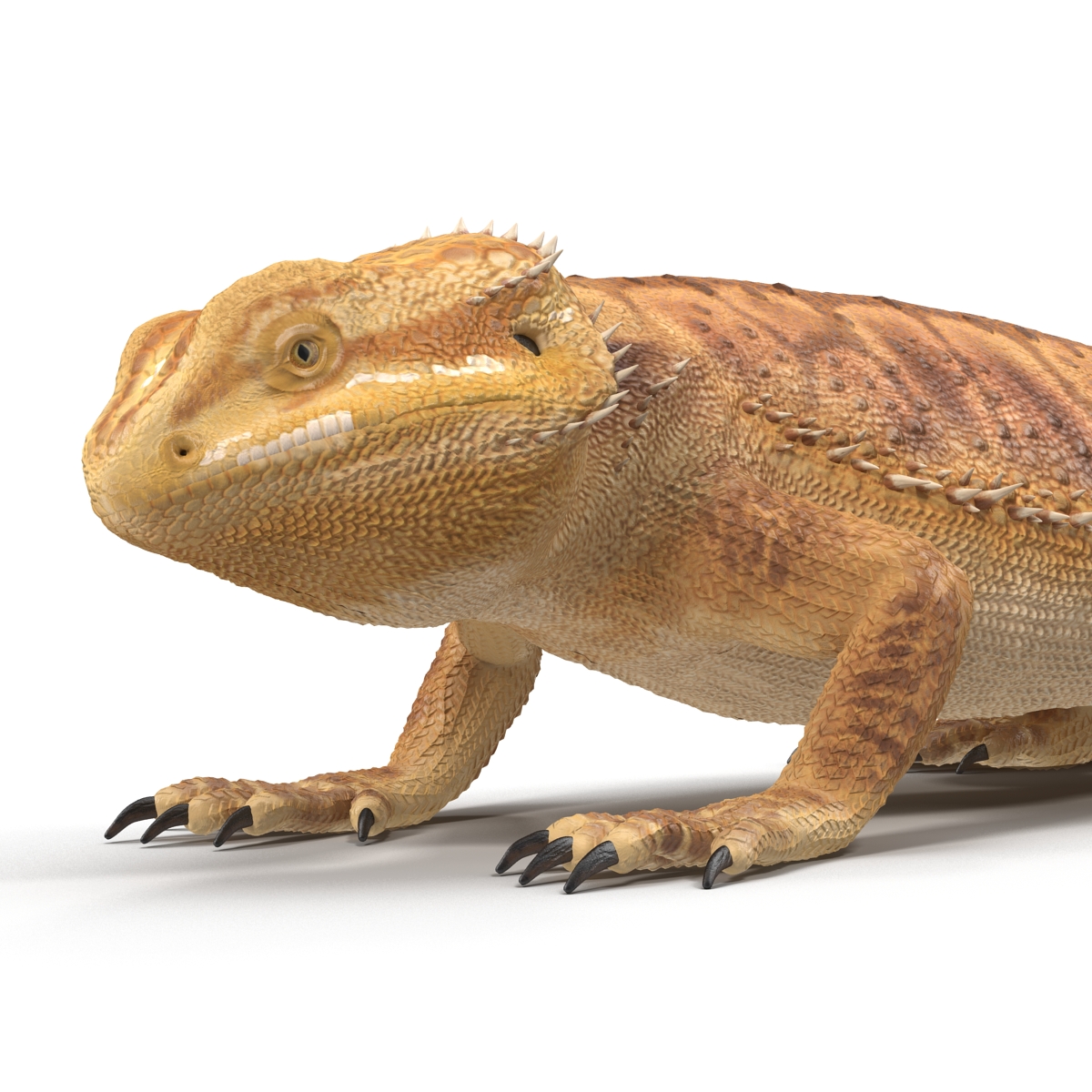 3D Bearded Dragon Pose 3