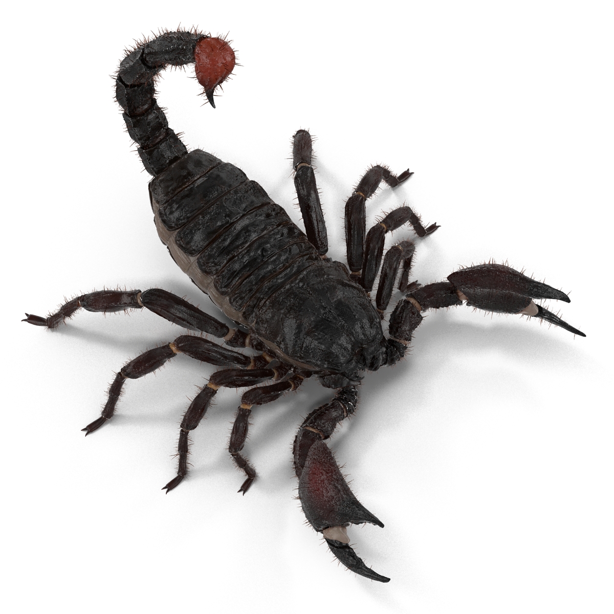 3D model Black Scorpion Rigged with Fur