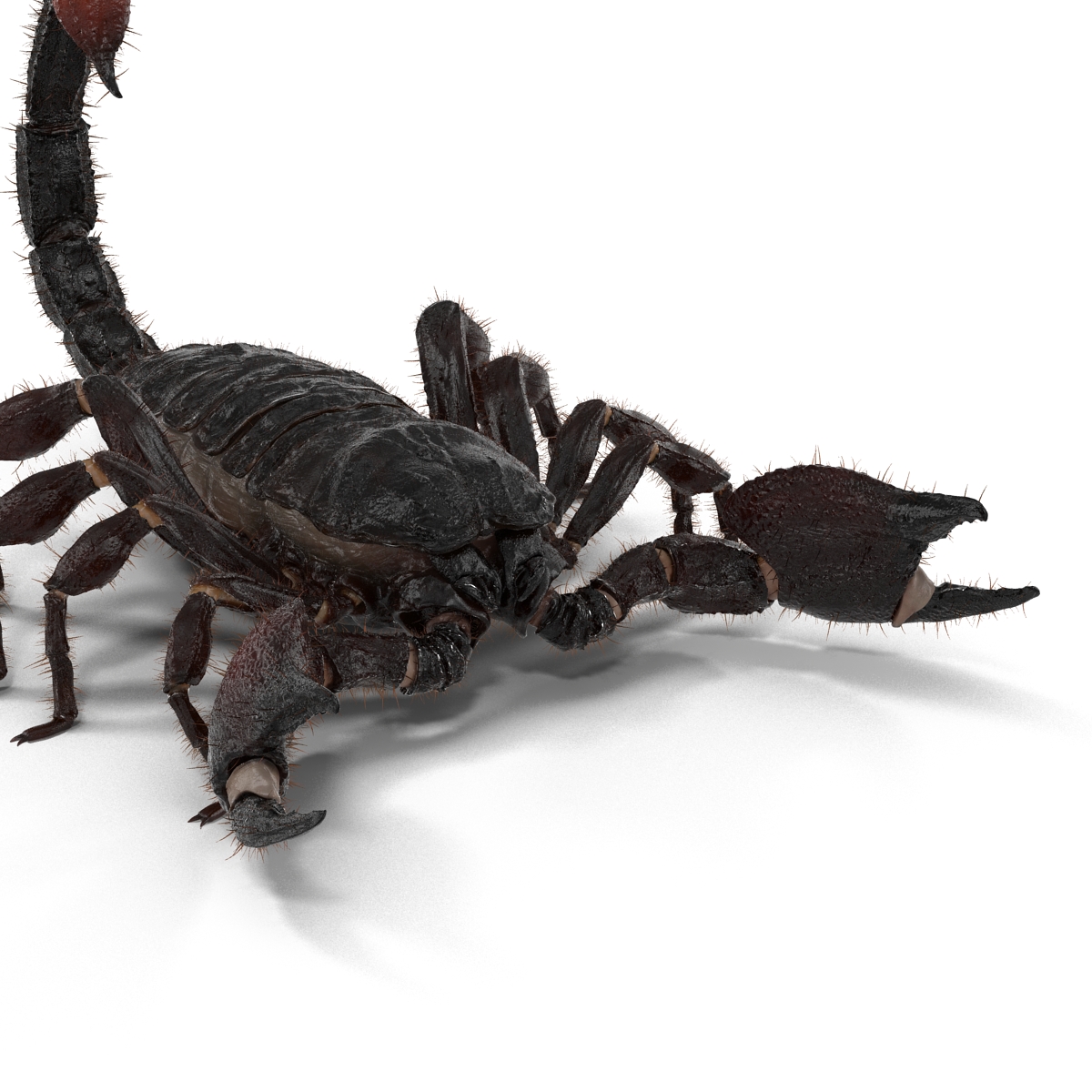 3D model Black Scorpion Rigged with Fur