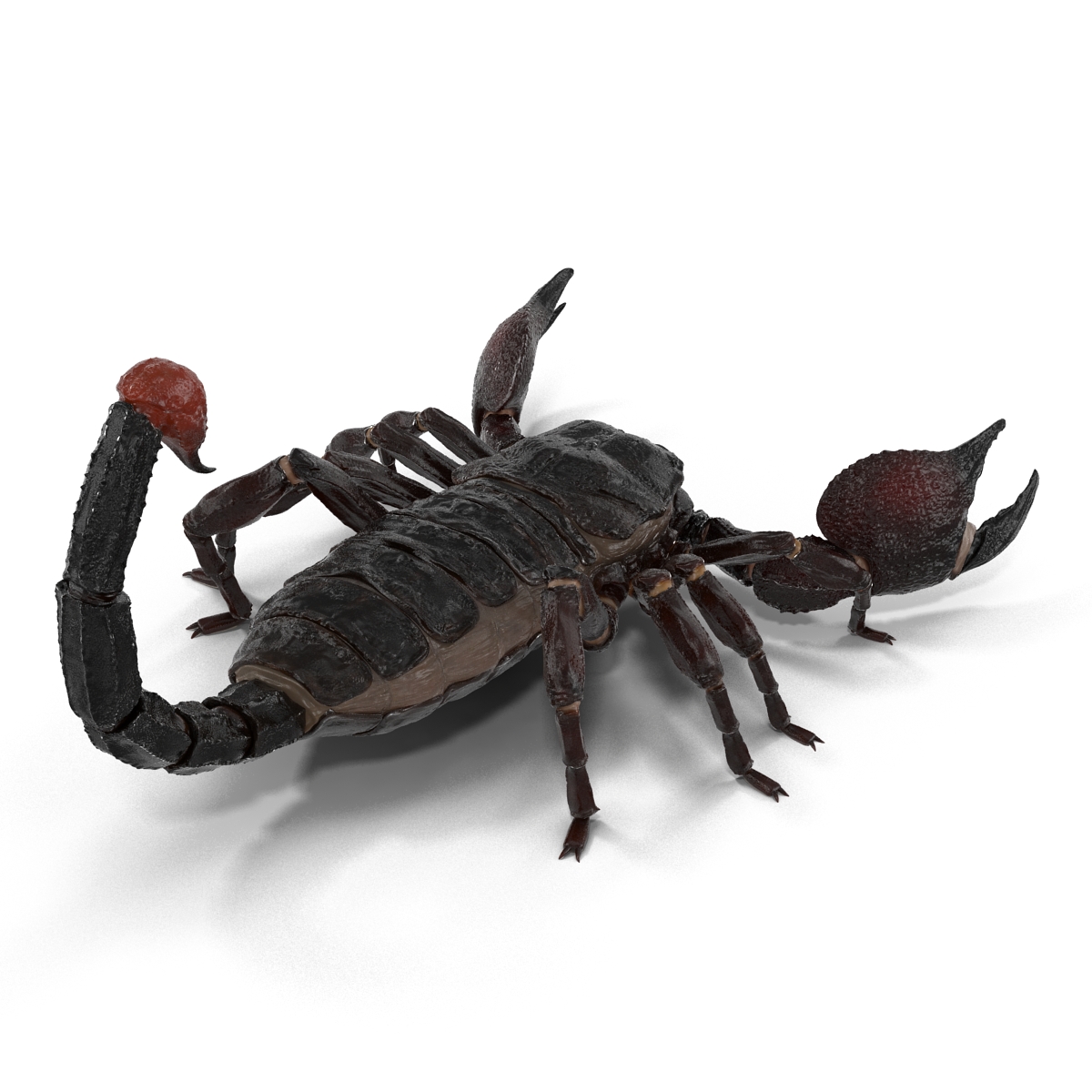 3D Black Scorpion Rigged