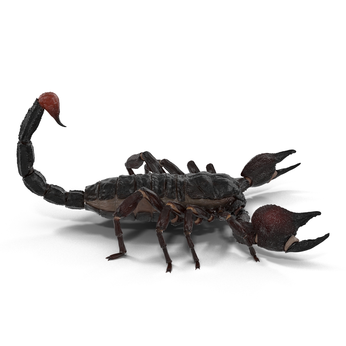 3D Black Scorpion Rigged