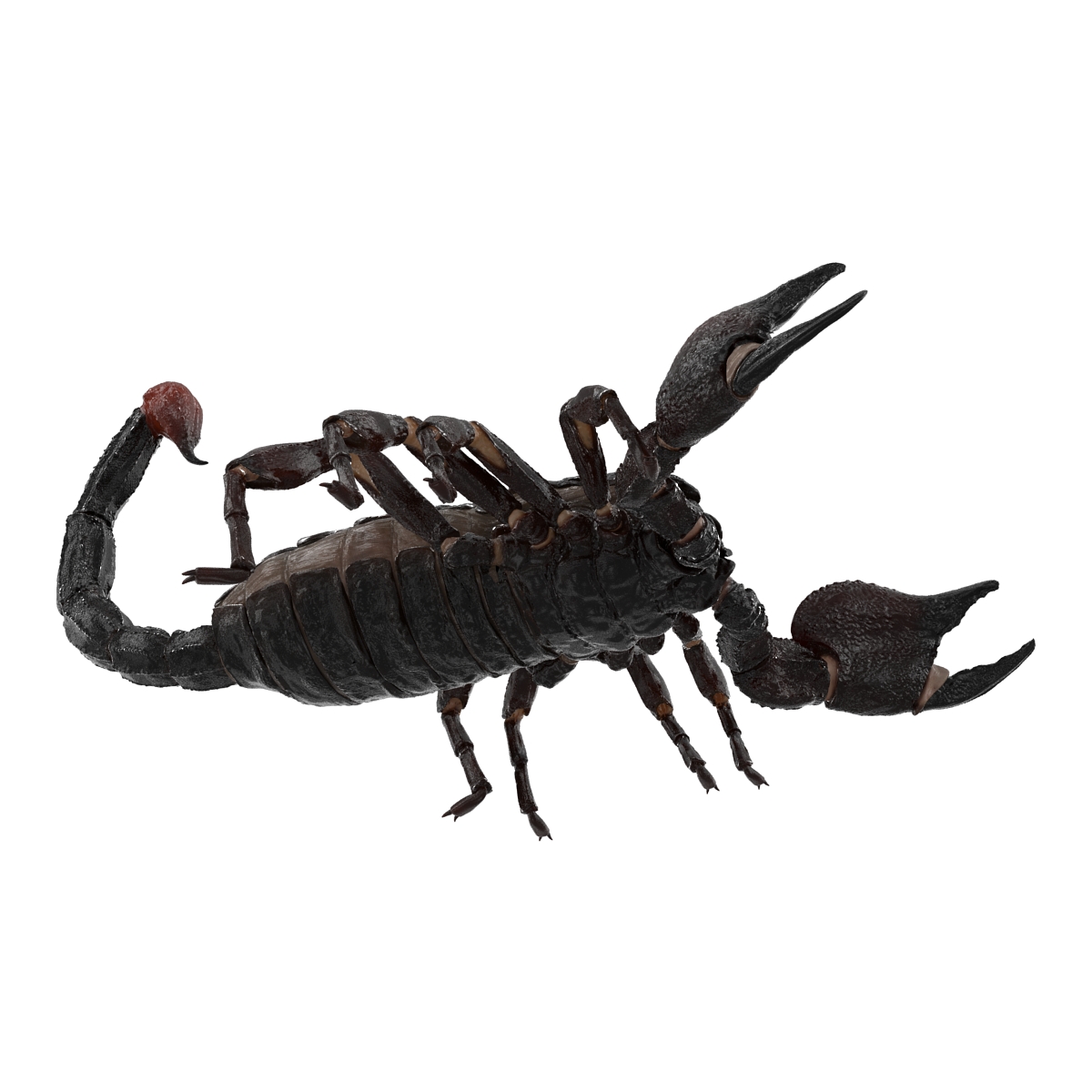 3D Black Scorpion Rigged