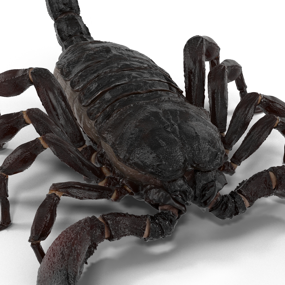 3D Black Scorpion Rigged