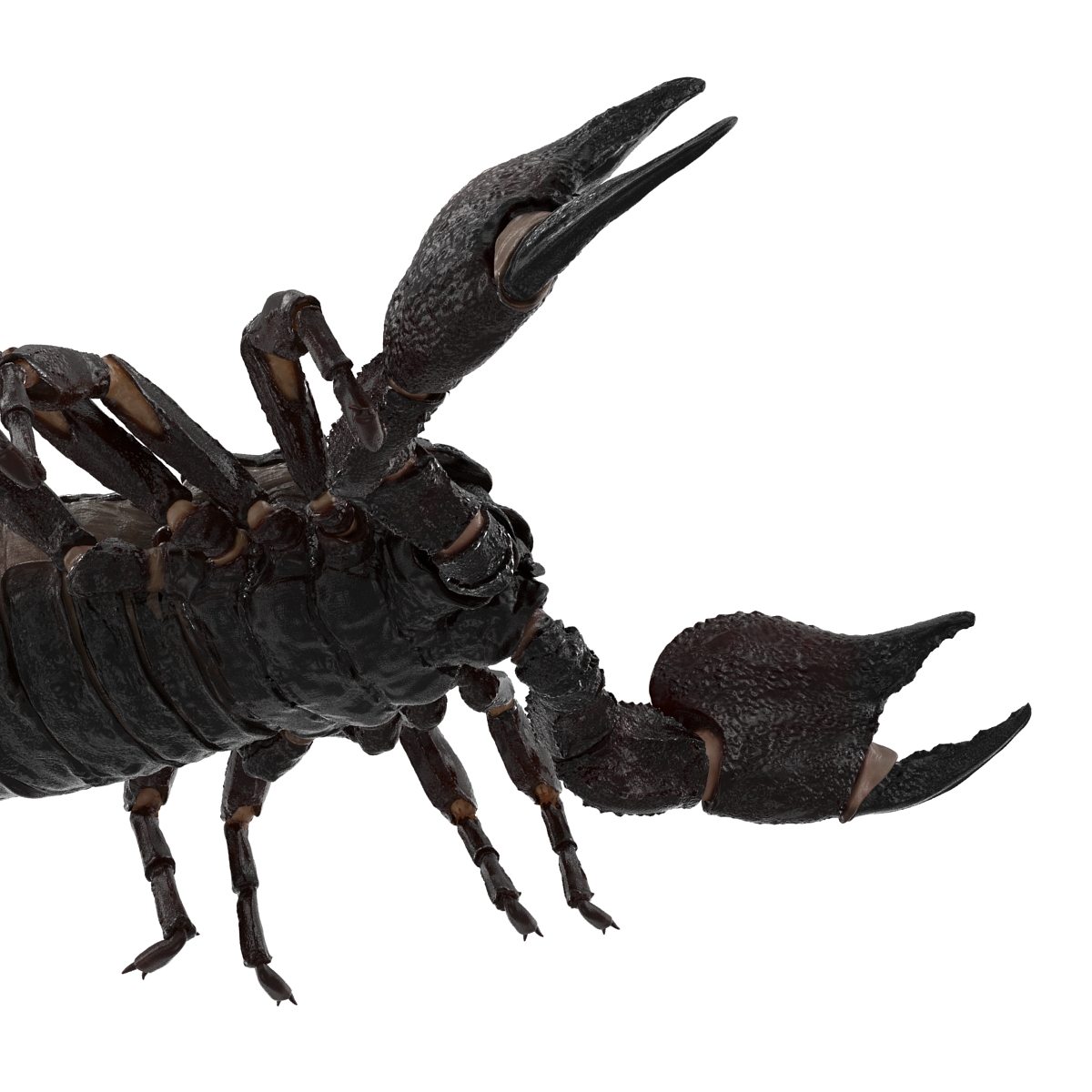 3D Black Scorpion Rigged