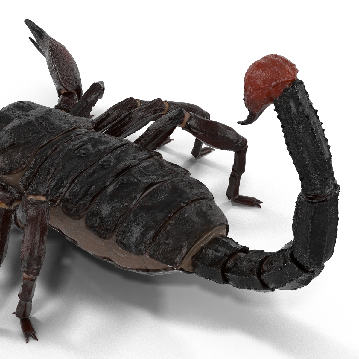 3D Black Scorpion Rigged