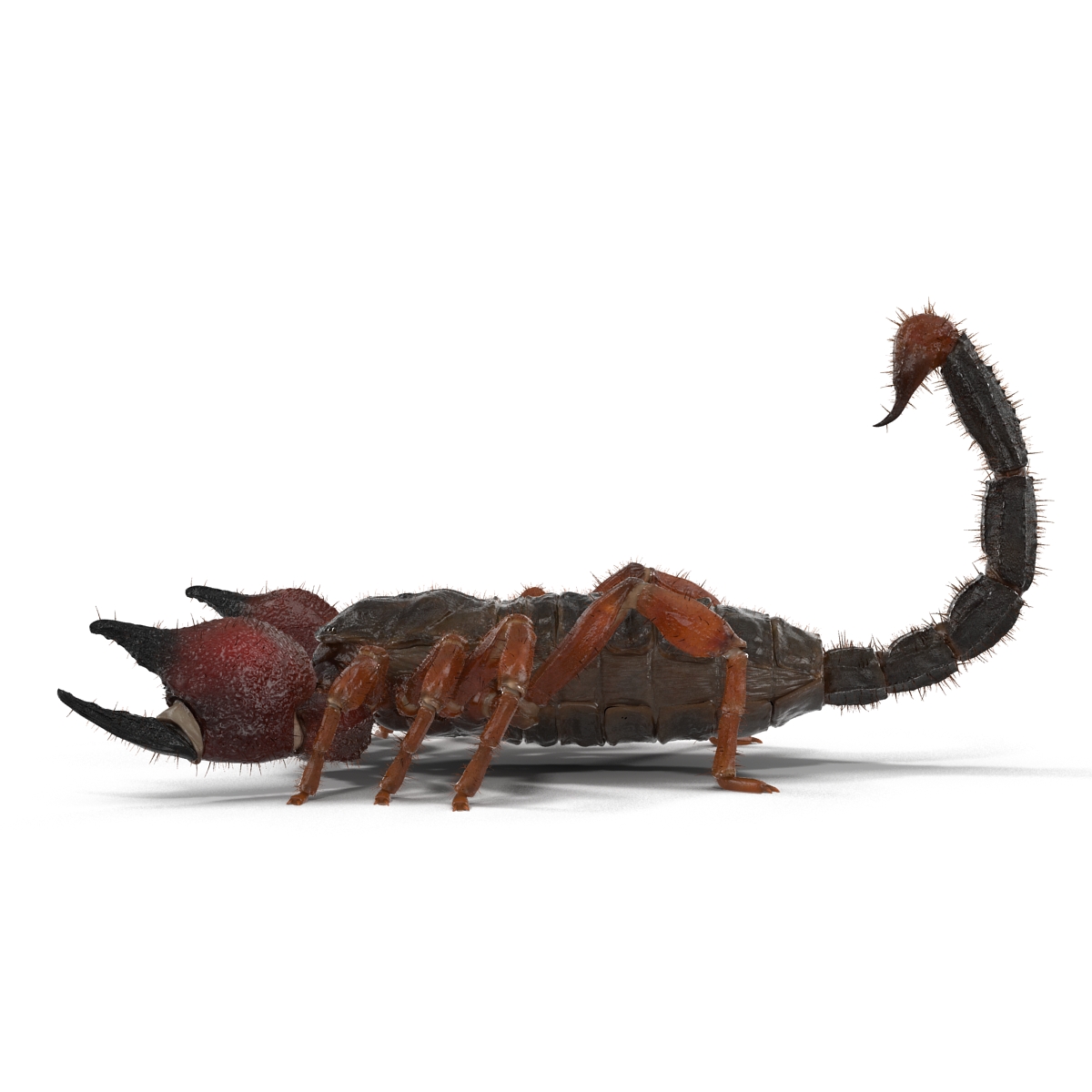 Scorpion Rigged with Fur 3D model