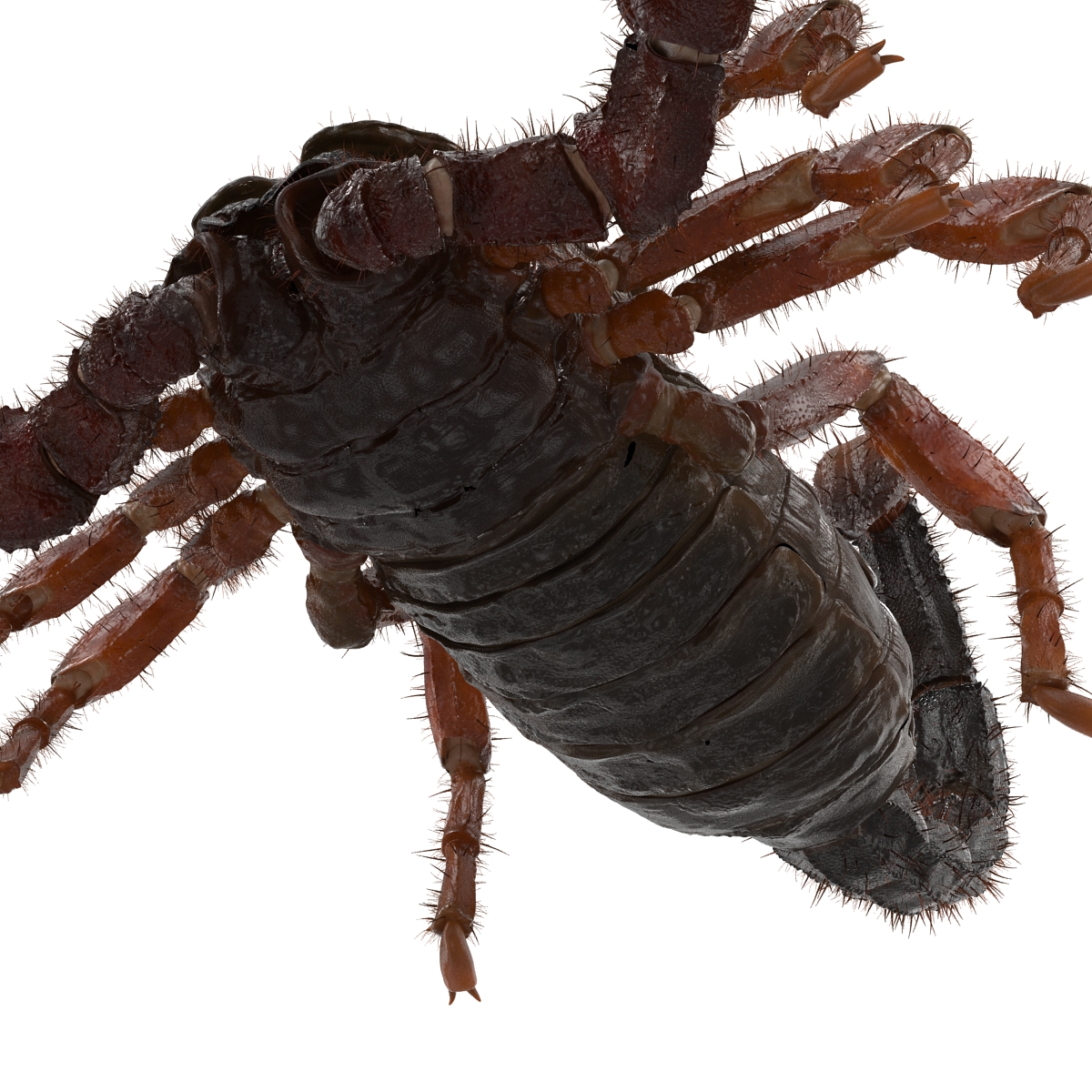 Scorpion Rigged with Fur 3D model