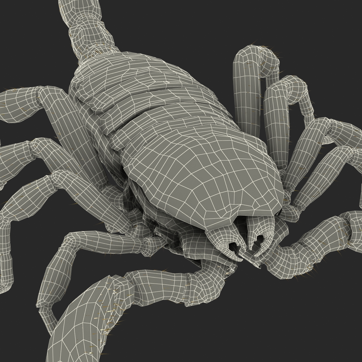 Scorpion Rigged with Fur 3D model