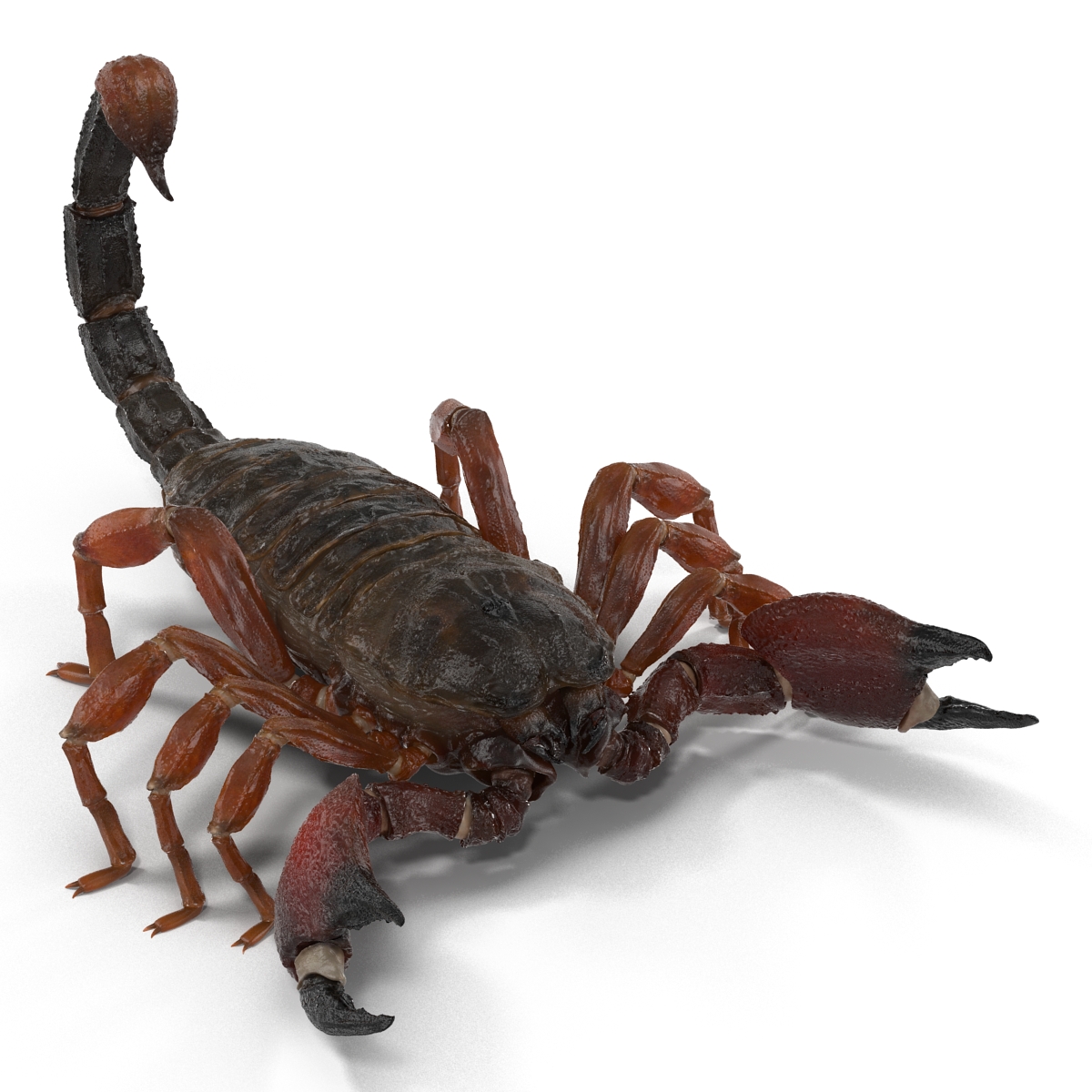 3D model Scorpion Rigged