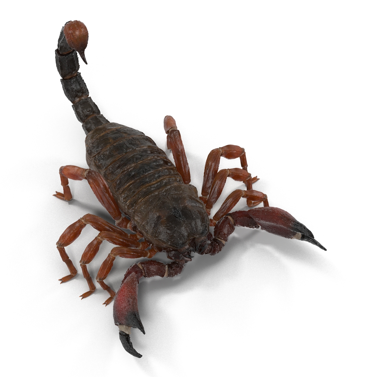 3D model Scorpion Rigged