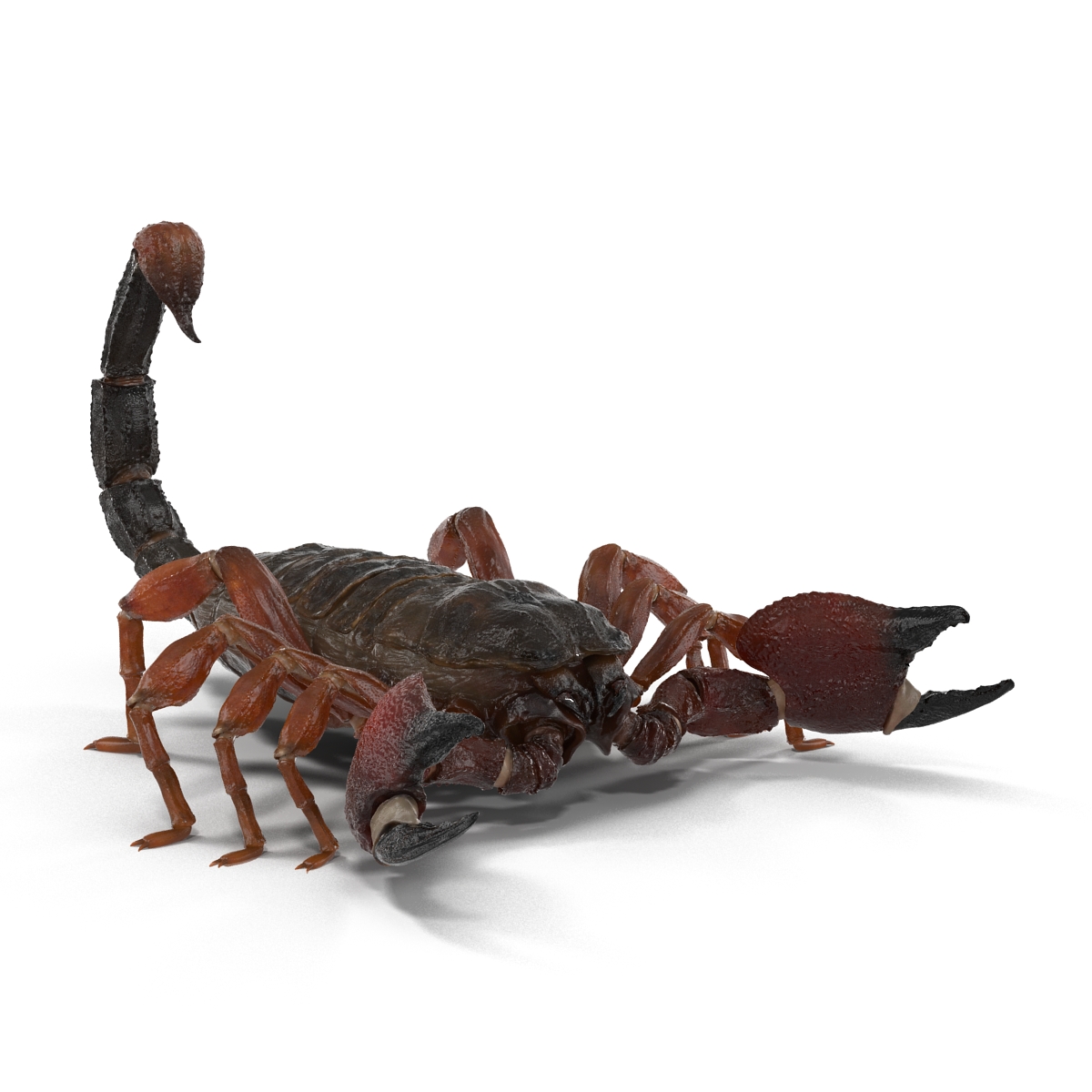 3D model Scorpion Rigged