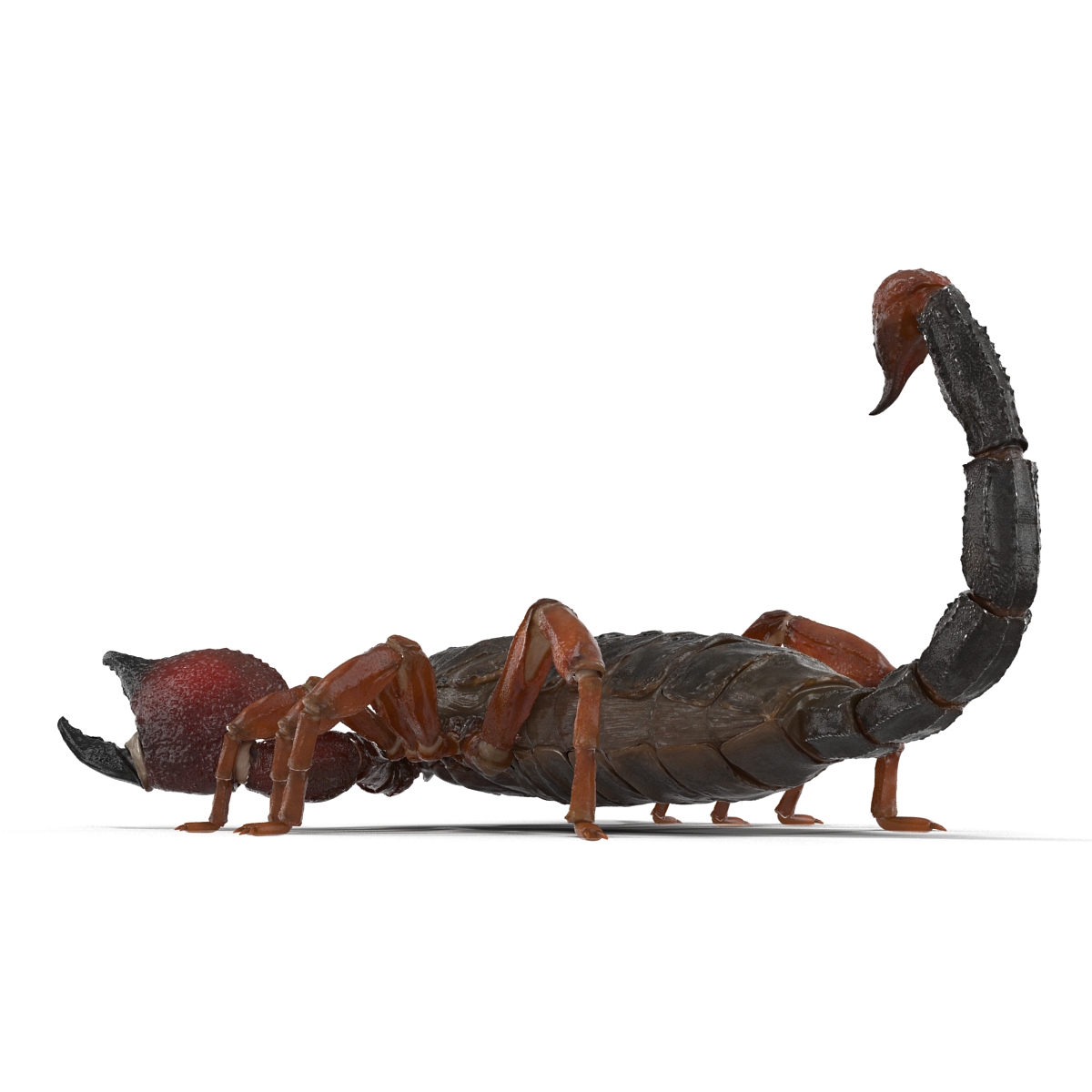 3D model Scorpion Rigged