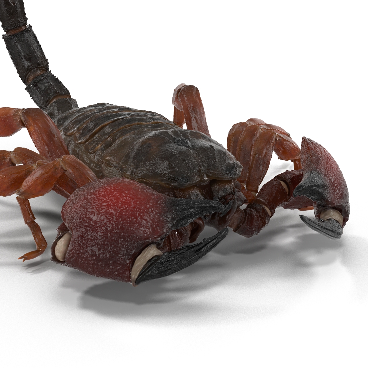 3D model Scorpion Rigged