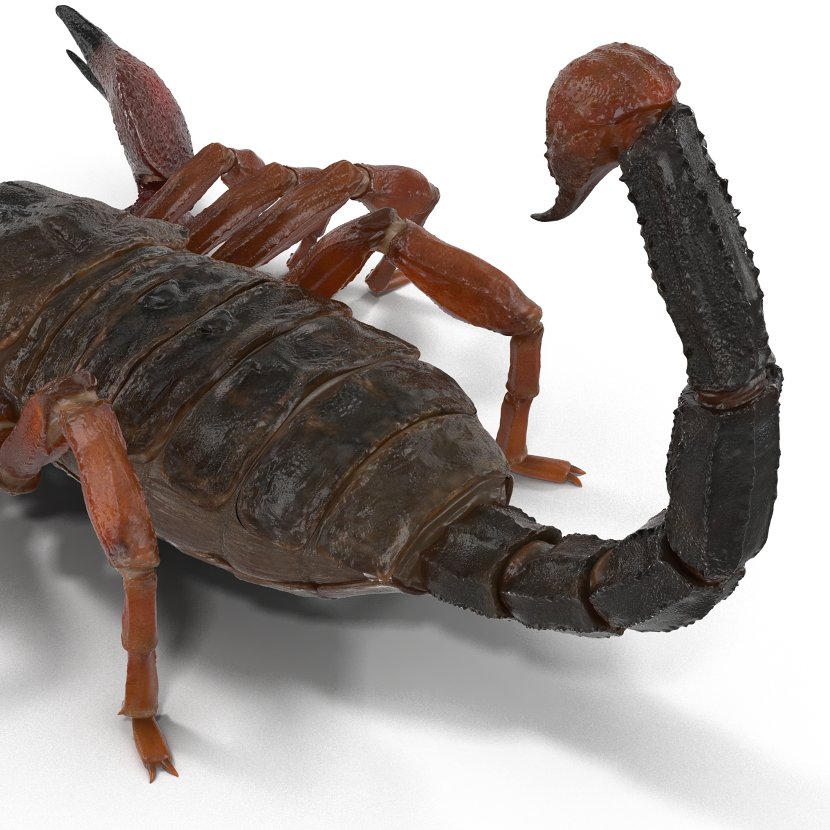 3D model Scorpion Rigged