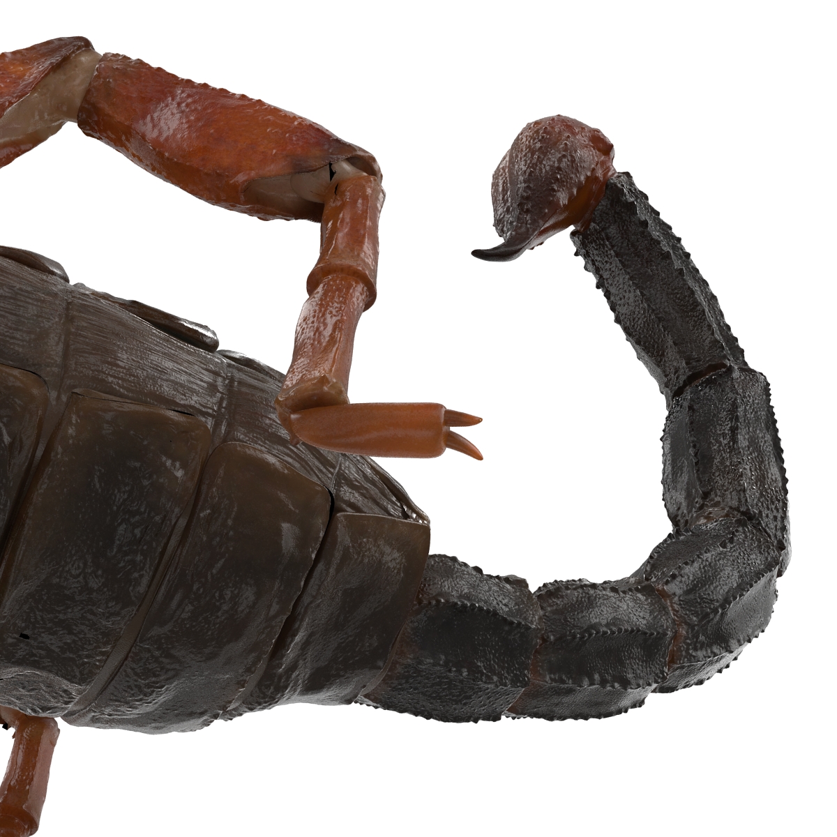 3D model Scorpion Rigged