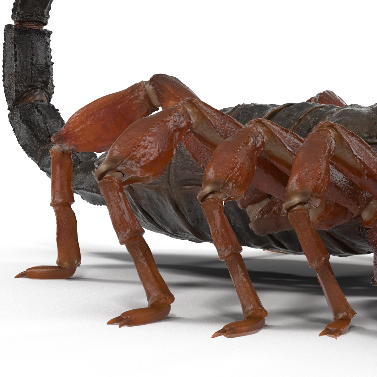 3D model Scorpion Rigged