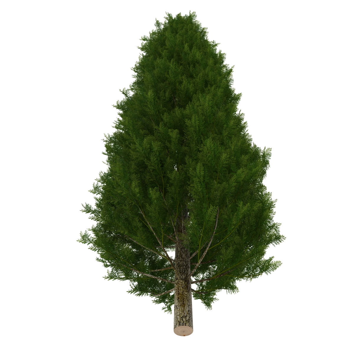 Cypress Tree 3D